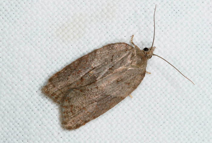 Tortricidae  N� 64